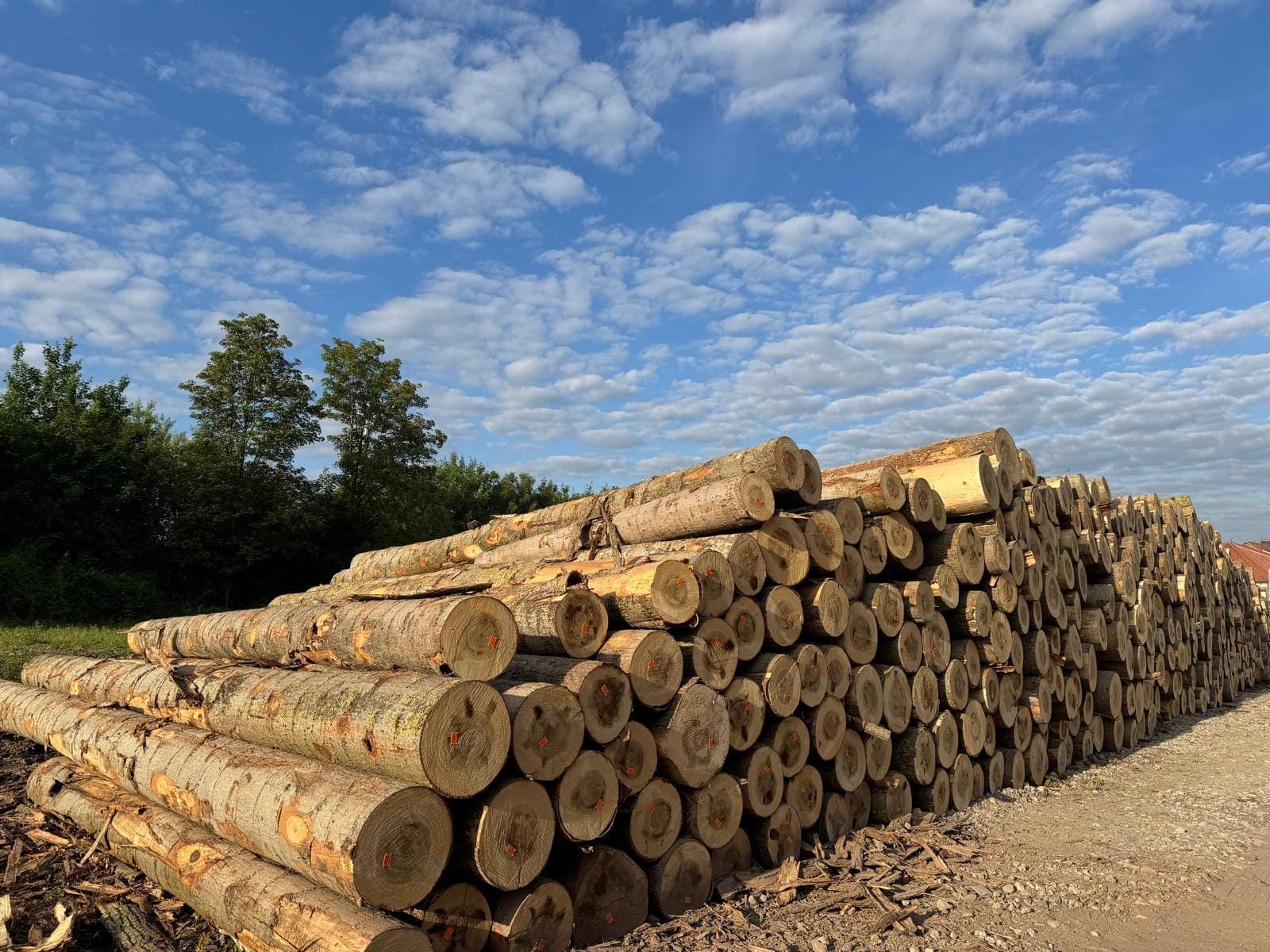 Global Timber Sourcing